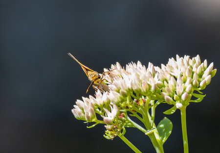 A closeup shot of a butterfly on a blooming flower