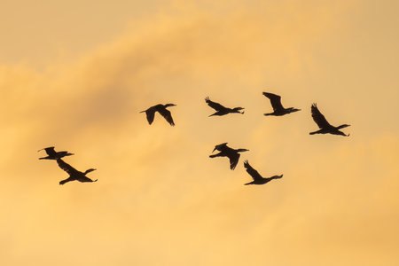A silhouette of birds flying on the golden sky on the sunset