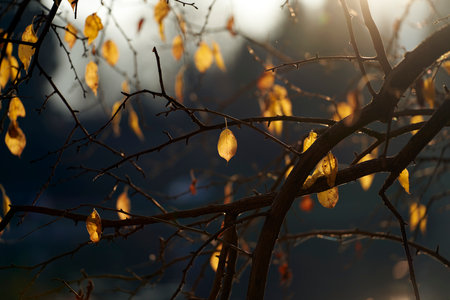 A selective focus shot of gorgeous autumn orange and yellow leaves on the trees in the forestの写真素材
