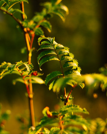 A vertical selective focus shot of fern leaves