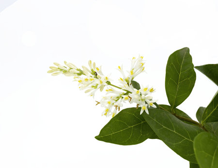 Garden privet ligustrum ovalifolium flowers, white background, studio shotの写真素材