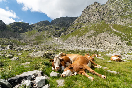 A closeup shot of cows lying on the grass on a sunny day in Dolomites, Italyの写真素材