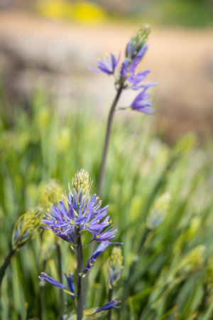A vertical shot of a blooming purple Camas flower