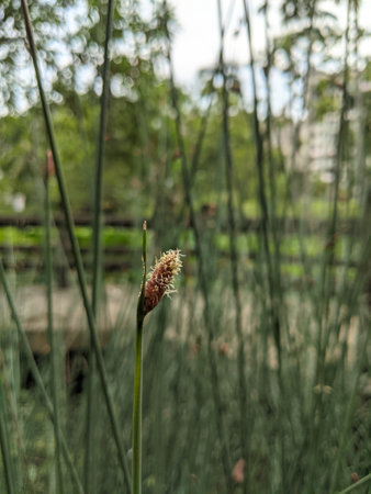 A vertical shot of a wild reed in a park