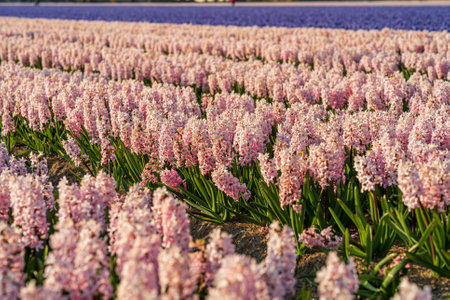 A beautiful shot of blooming pink hyacinth flowers on a meadowの写真素材