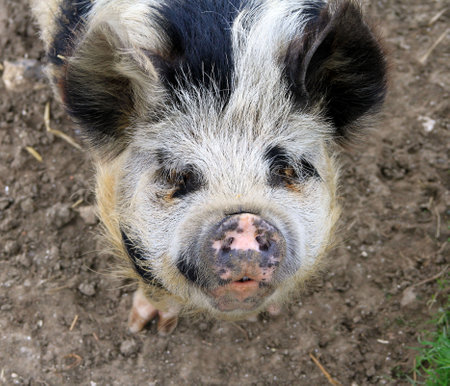 A closeup shot of a furry wild pig outdoors