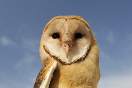 A closeup shot of a barn owlの写真素材