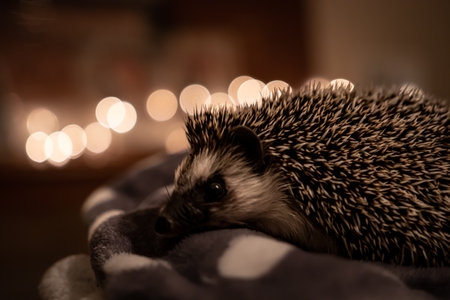 A close-up shot of a cute hedgehog on a soft blanket with a blurred backgroundの写真素材