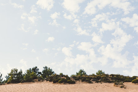 A closeup shot of growing vegetation and sand dunes on a beach in Praia de Sao Martinho do Portoの写真素材