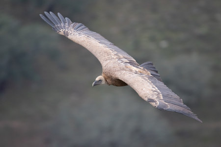 A beautiful shot of a big wild falcon flying with a blurred background