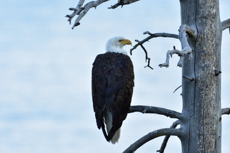 A closeup of a bald eagle perched on a bare tree branch under a cloudy sky