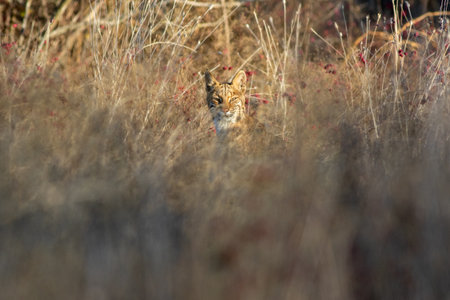 A Bobcat and dried grass during the daytime