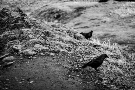 A grayscale shot of two crows in a meadow