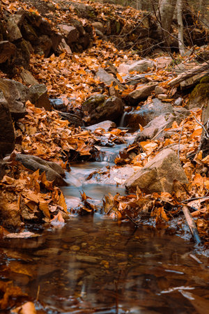 A vertical shot of an autumn landscape with a water stream and fallen dry leaves in a fores