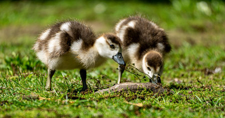 A closeup shot of an adorable Egyptian goose chicks on a meadow