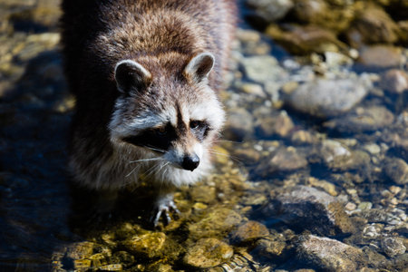 A closeup shot of a raccoon in the pondの写真素材