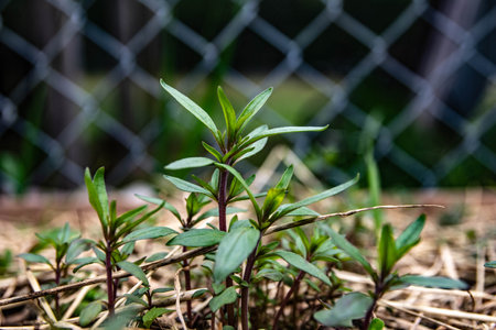 A closeup shot of green plants sprouting