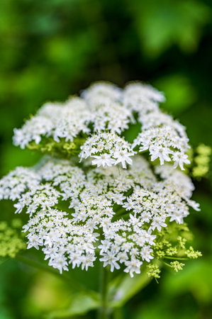 The white cow parsnip flowers in a field