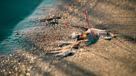 A closeup shot of autumn leaves on a beach sandの写真素材