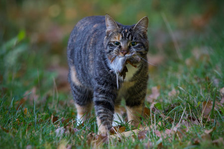 A selective of a cat with a mouse in its mouth in the forestの写真素材