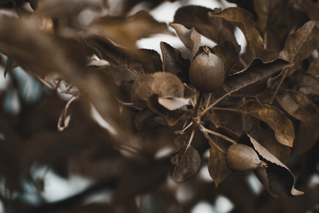 A closeup shot of fruits on the treeの写真素材