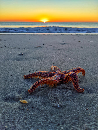 A vertical shot of a starfish on the seashore during sunsetの写真素材
