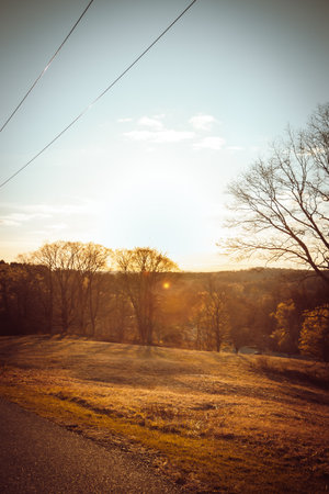 A vertical shot of autumn trees in the forest under sunlightの写真素材