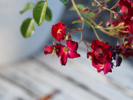 A selective focus shot of beautiful red Chinese quince rose flowers blooming