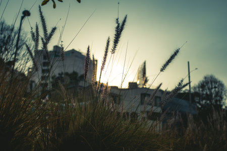 A closeup of the grass against the sunset above the city.