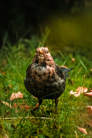 A vertical closeup of the fieldfare, member of the thrush family Turdidae.