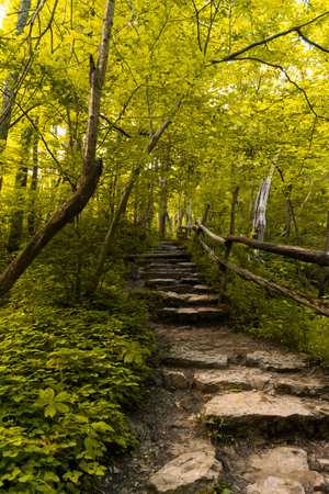 A beautiful shot of stairs passing across the forestの写真素材