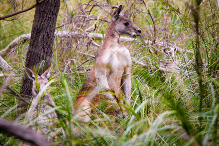 A view of a kangaroo standing in the forestの写真素材