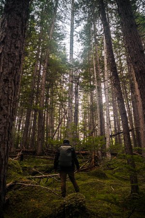 A vertical shot of a person with a backpack walking in a forest with many beautiful trees