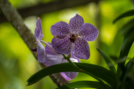 A closeup shot of a blooming spotted orchid