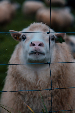 A close up shot of an Icelandic sheepの写真素材