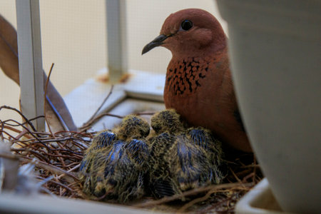 A closeup shot of a dove with little doves in the nest