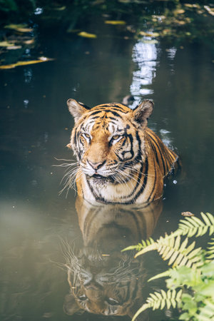 A vertical shot of a tiger in a swampの写真素材