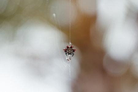 A shallow focus shot of a beautiful small spider on its web