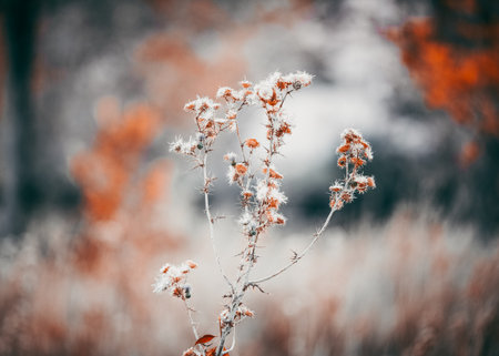 A closeup shot of dried plants