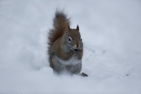 A closeup shot of a cute squirrel on the snow