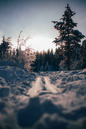 A vertical shot of a beautiful winter landscape with trees covered in snow at sunset