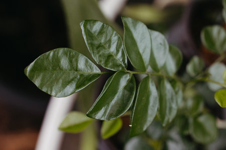A selective focus shot of a plant branch with green leaves