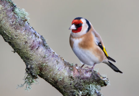 A closeup shot of a small and cute bird on a branch with blurred backgroundの写真素材