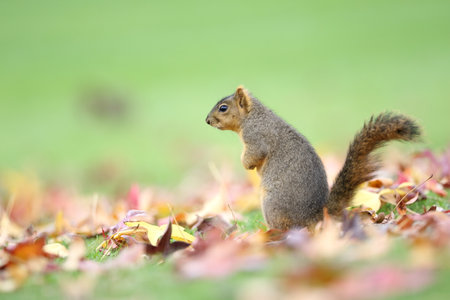 A closeup shot of a cute squirrel outdoorsの写真素材