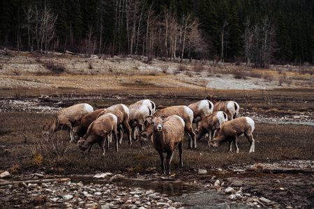 A herd of deer in the wilderness with trees in the background