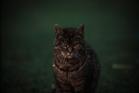 A closeup shot of a cat with an angry look on a dark backgroundの写真素材