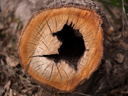 A top view of an old tree trunk with a hole in itの写真素材