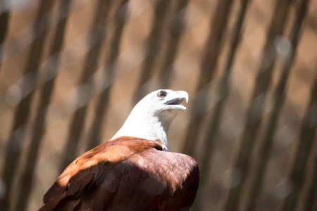 A closeup of the brahminy kite. Haliastur indus, formerly known as the red-backed sea-eagle.の写真素材
