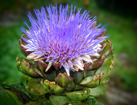 A closeup of the Artichoke head with a flower in bloom, globe artichoke, Cynara cardunculus.