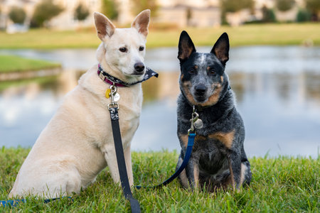 A couple of white and black dogs sitting on the grass by a pond